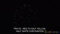 fr4133 RED TO HALF YELLOW HALF WHITE CHRYSANTHEM | фото №0