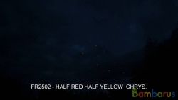 fr2502 ( Шар 2,5" ) HALF RED/YELLOW CHRYS CE | фото №0