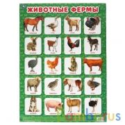 Животные фермы. Плакат А2. Умка в кор.50шт | фото №0