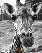 РИСОВАНИЕ ПО НОМЕРАМ НА ХОЛСТЕ, ЛЮБОПЫТНЫЙ ЖИРАФ, РАЗМЕР 40*50 в кор.22шт | фото №0