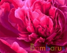 РИСОВАНИЕ ПО НОМЕРАМ НА ХОЛСТЕ, ЛЕПЕСТКИ ПИОНА, РАЗМЕР 40*50 в кор.22шт | фото №0