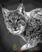 РИСОВАНИЕ ПО НОМЕРАМ НА ХОЛСТЕ, РЫСЬ, РАЗМЕР 40*50 в кор.22шт | фото №0