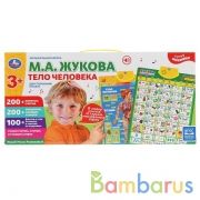 Плакат двусторонний на бат. музыкальная азбука М.Жукова, тело человека в кор. Умка в кор.48шт | фото №0