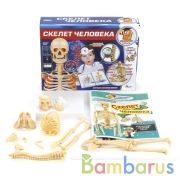 ОПЫТЫ "ИГРАЕМ ВМЕСТЕ": СКЕЛЕТ ЧЕЛОВЕКА В РУСС. КОР. в кор.36шт | фото №0